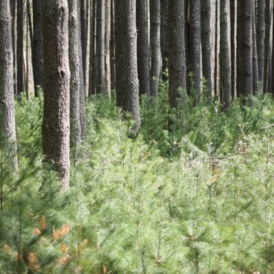 View from the trails at Carvins Cove Young and old pine trees at Carvins Cove