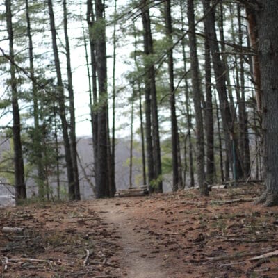 Carvins Cove Trails A singletrack trail in the woods at Carvins Cove