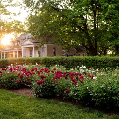 Rows of white, pink, and fuschia peonies in bloom at Mountain View Park in Roanoke, Virginia with historic building in background.