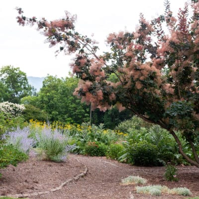 Smoke tree in bloom Mountain View Park garden, with Mill Mountain in the distance Blooming smoke tree in park garden