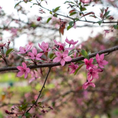 Crabapple in bloom at Mountain View Park garden Pink crabapple blossoms
