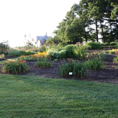 Gardens at the southside of Mountain View Park ornamental garden in bloom, with grassy lawn