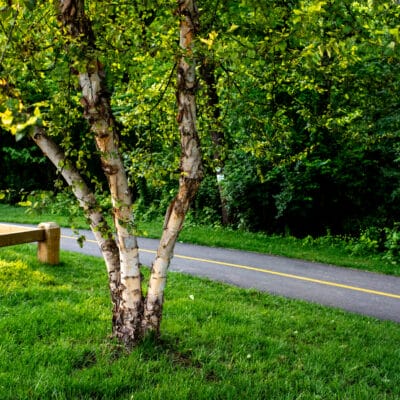 TCG MasonMill 383 TCG MasonMill 383