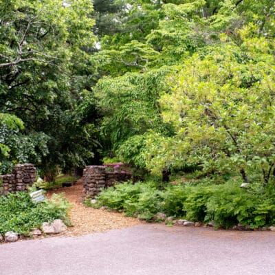 MillMtnWildflowerGarden 386