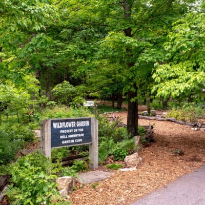 MillMtnWildflowerGarden 387