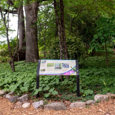 MillMtnWildflowerGarden 389