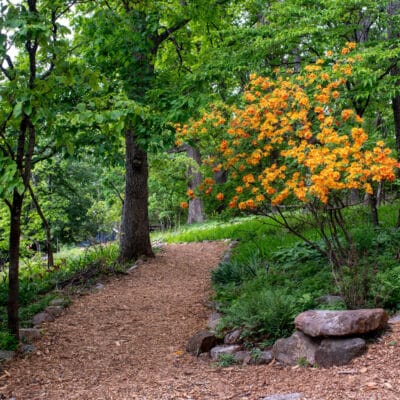 MillMtnWildflowerGarden 395