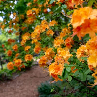 MillMtnWildflowerGarden 397