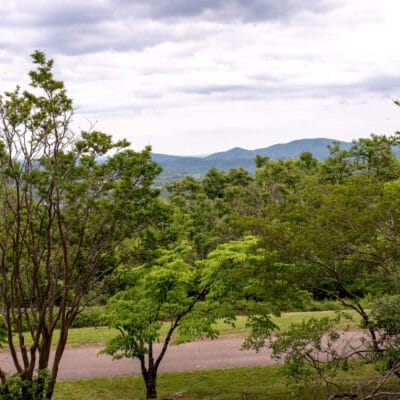 MillMtnWildflowerGarden 398