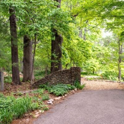 MillMtnWildflowerGarden 403