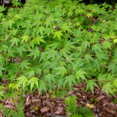 MillMtnWildflowerGarden 405