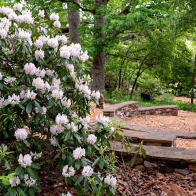 MillMtnWildflowerGarden 413