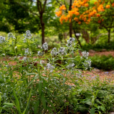 MillMtnWildflowerGarden 422