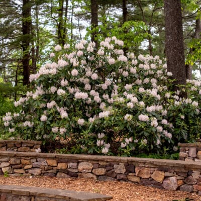 MillMtnWildflowerGarden 423