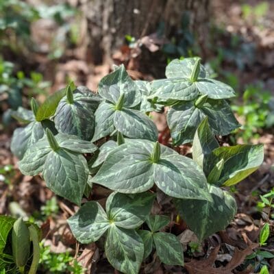 PXL 20210401 191229755.PORTRAIT