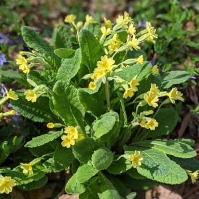 PXL 20210401 191239165.PORTRAIT