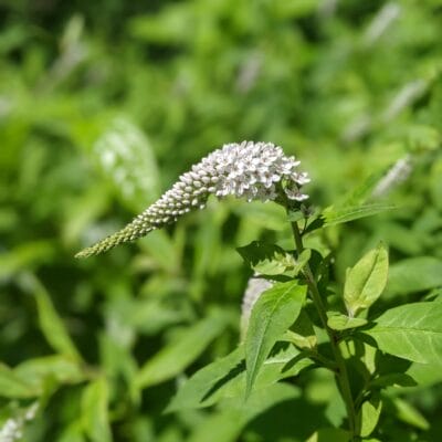 PXL 20210618 144107410.PORTRAIT