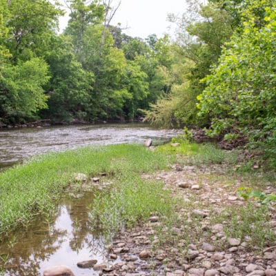Rocks and aquatic vegetation along the shoreline of a river.