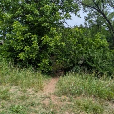 Image of vegetation and trees with a narrow path leading down to a river.