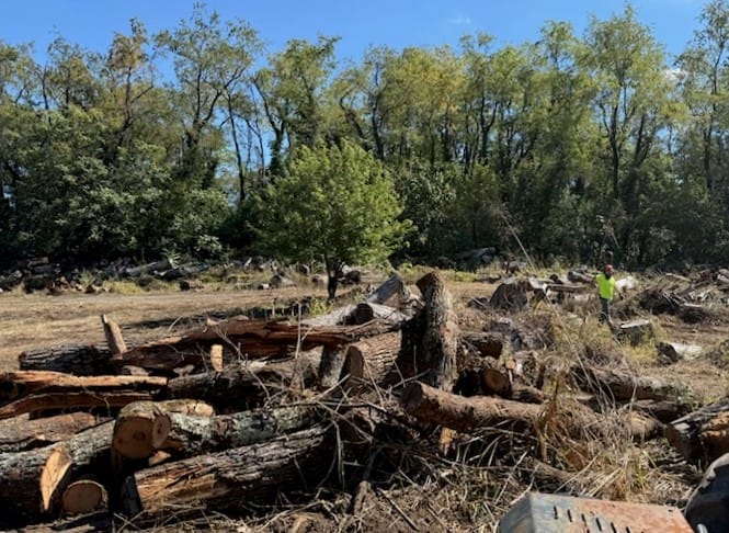 Woodlot 1 Woodlot 1